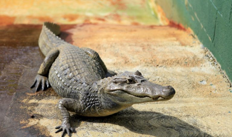 Diverse Species of Alligators Exploring the Varieties of Alligator Species