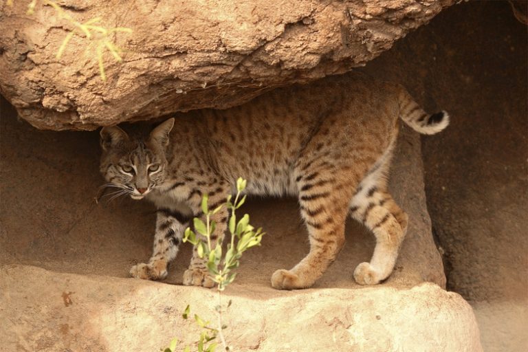 Creatures of the Desert Ecosystem