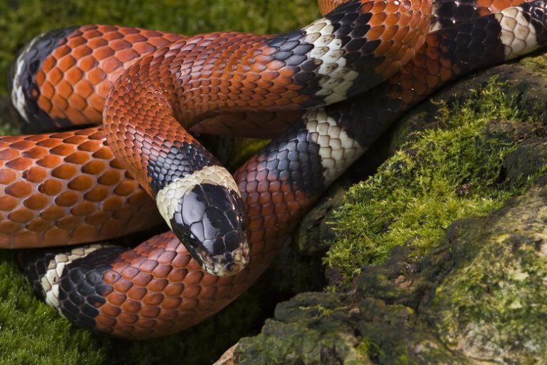 Identifying Copperheads and Milk Snakes