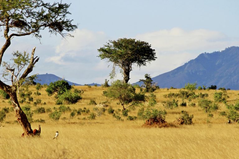 Varieties of Trees, Grasses, and Shrubs in the Savanna