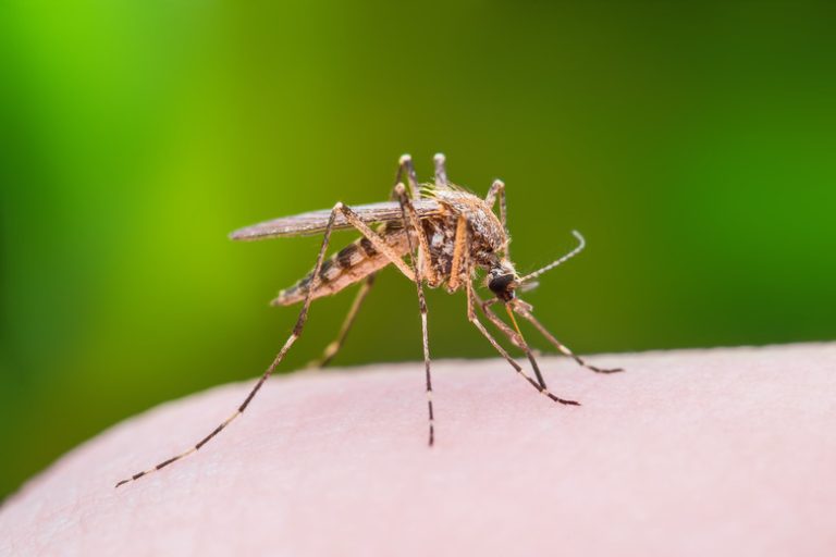 Comparing Mosquito and Sand Fly Bites