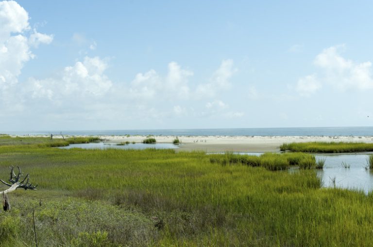 Varieties of Swamp Grass Exploring Different Types of Wetland Grasses