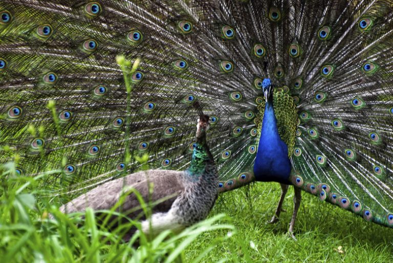 Understanding Peacock Mating Habits