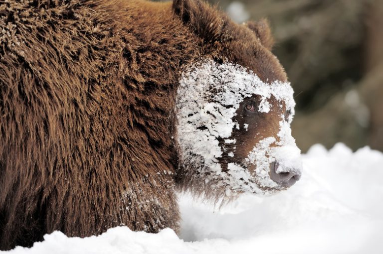 Adapting to Life in the Temperate Rainforest: Animal Strategies