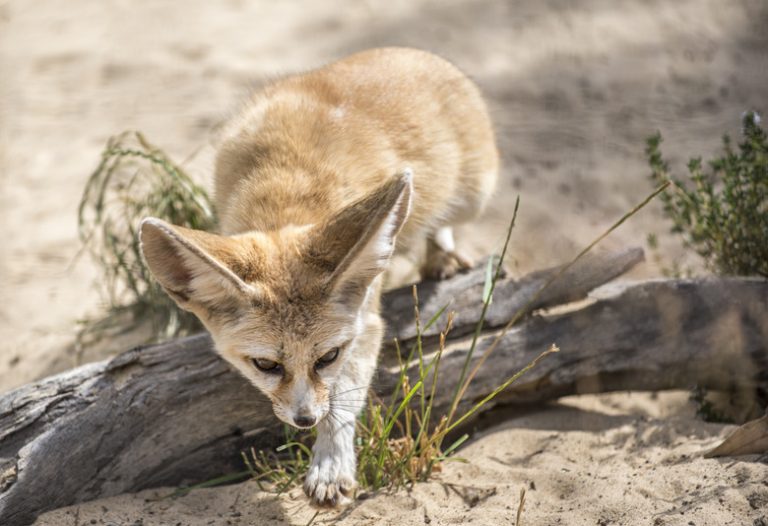 Wildlife of the Thar Desert