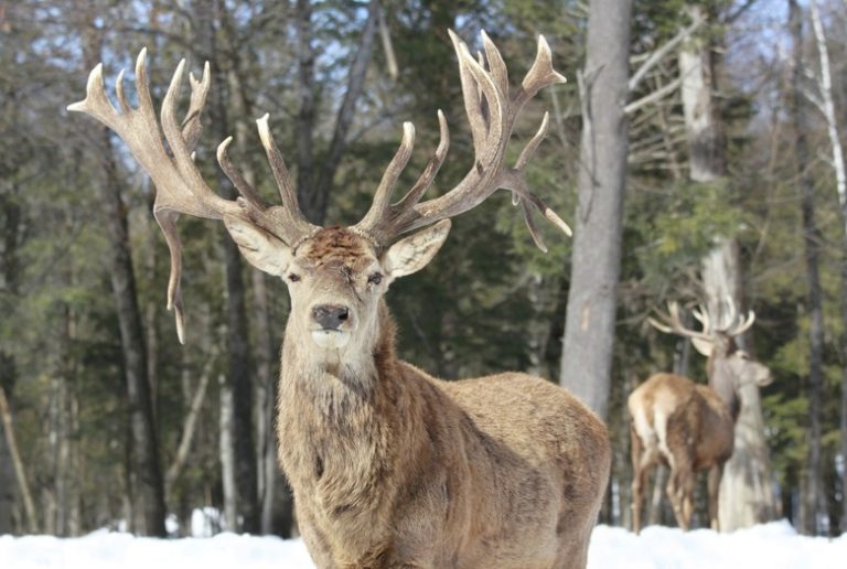 Understanding the Life Cycle of a Deer