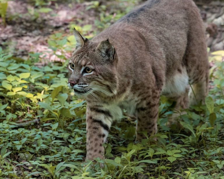 Exploring the Wild Cats of New York