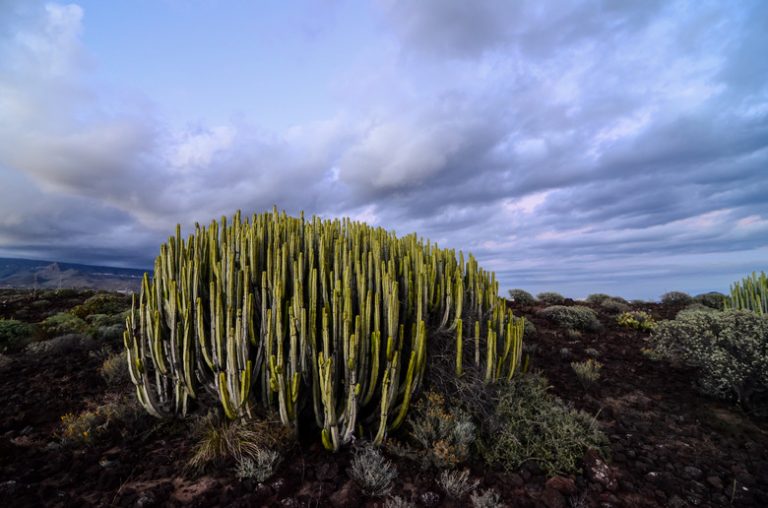 Organisms Found in the Desert Biome