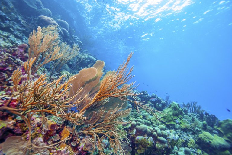 Fascinating Insights into the Marine Biome