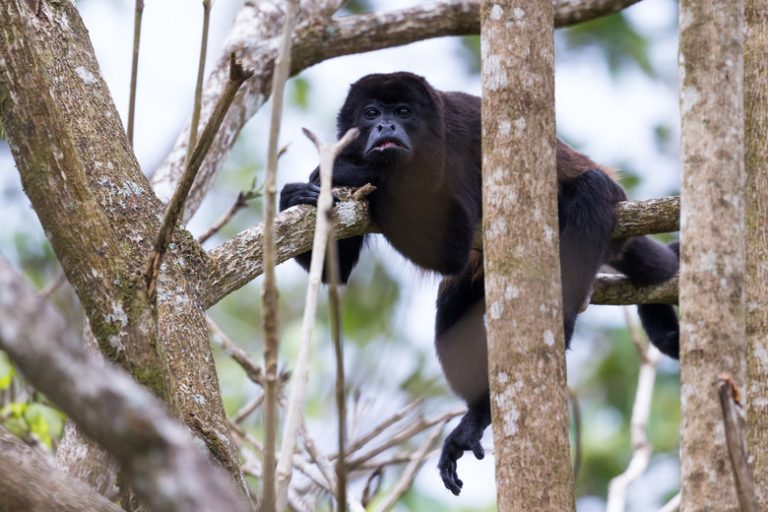 Adaptations of Monkeys for Jungle Life