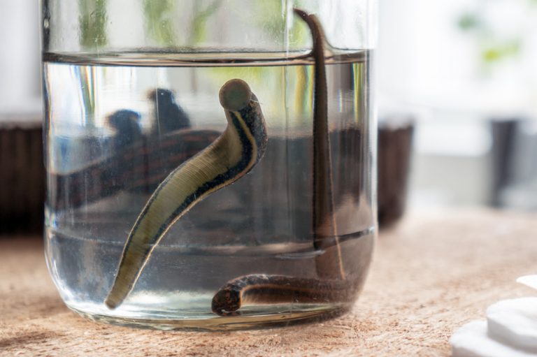 Understanding the Life Cycle of Leeches