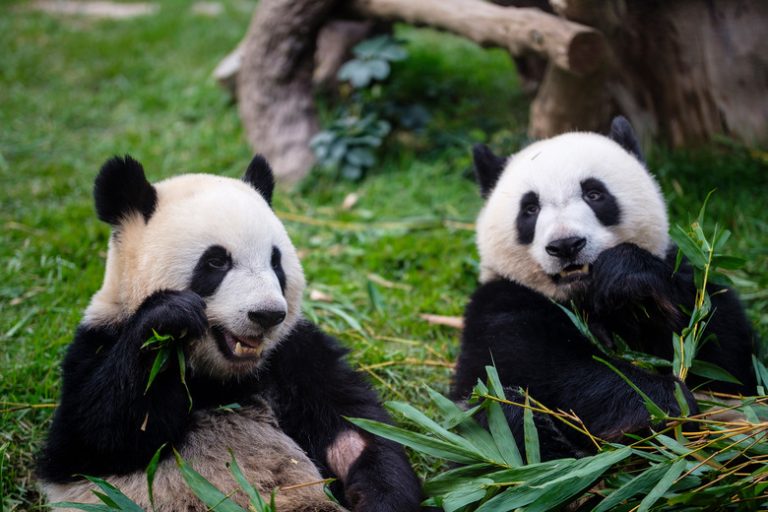 Understanding Panda Communication