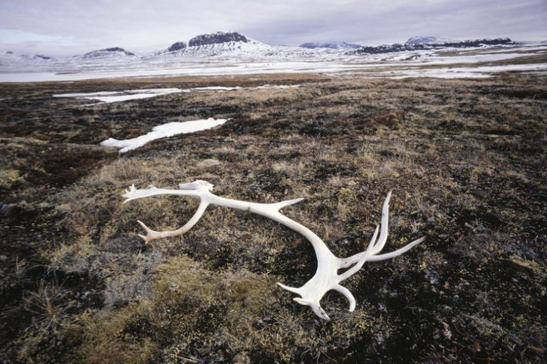 Is Rainfall Common in the Tundra?