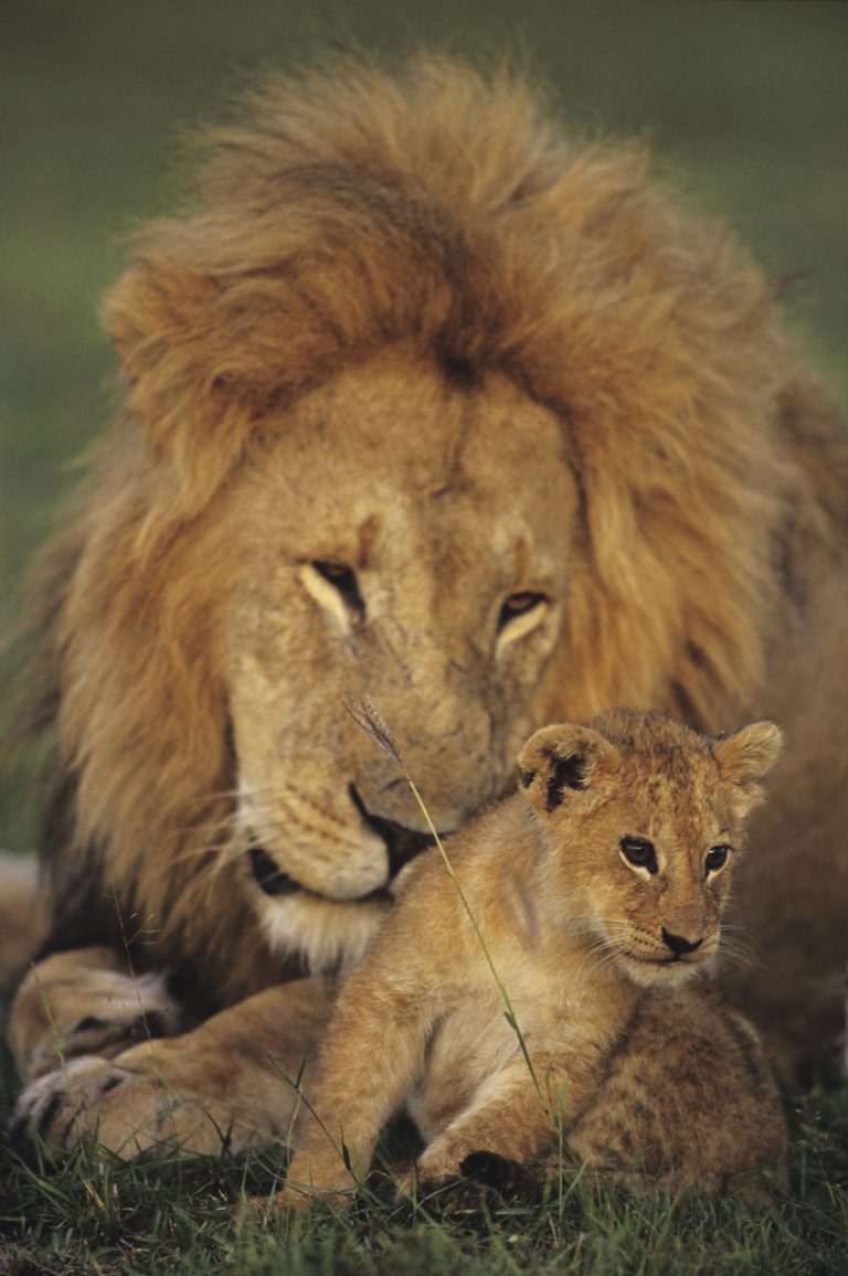 Understanding the Life Cycle of Lions