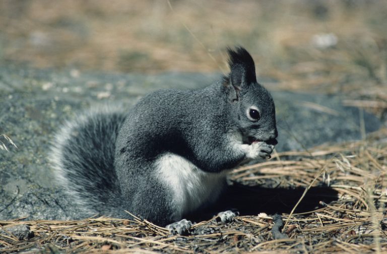 Signs & Symptoms of Rabies in Squirrels