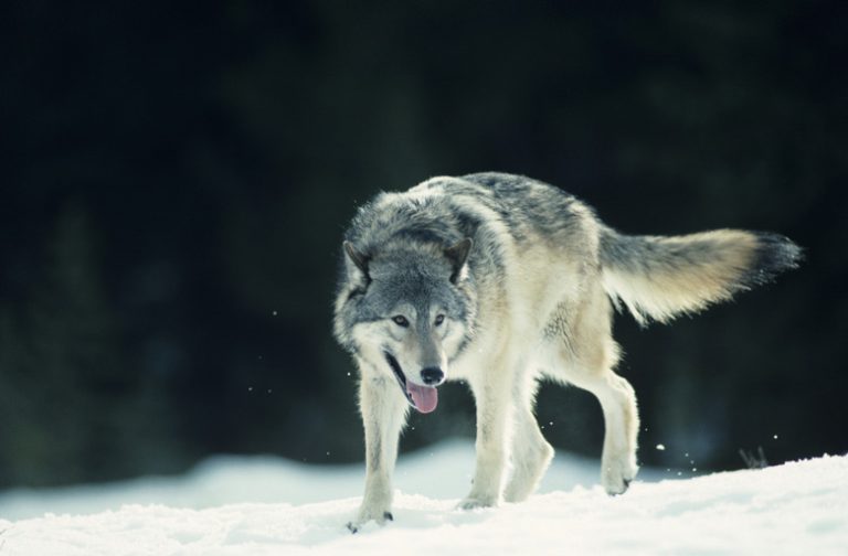 What Adaptations Are Found in Wolves?