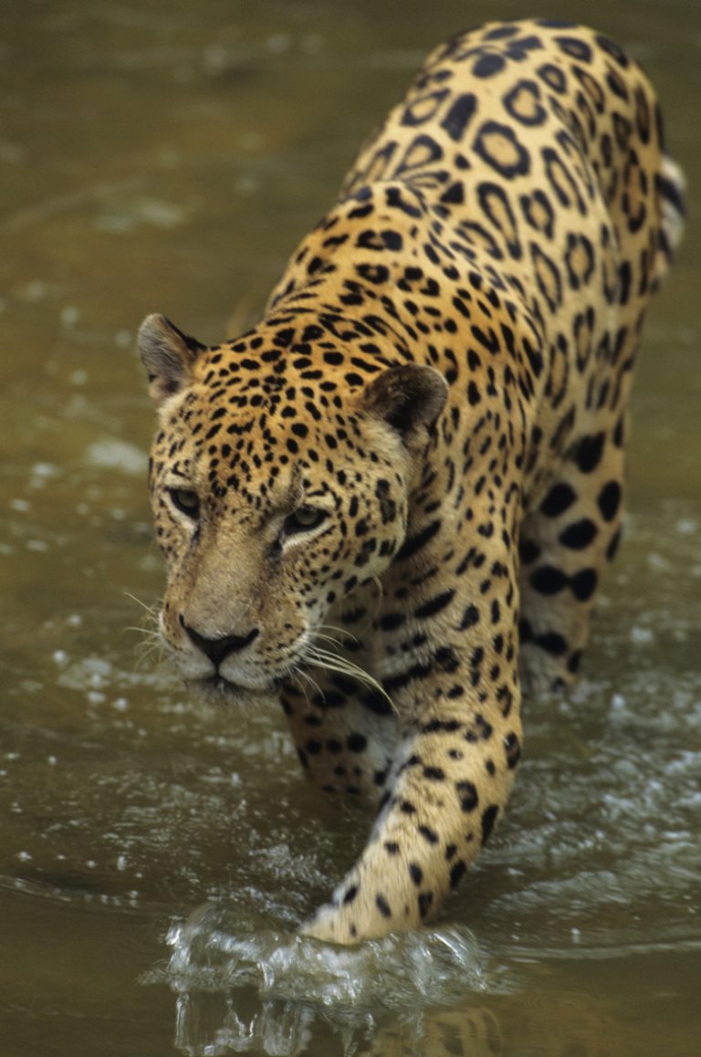 The Climate Within the Jaguar's Ecosystem