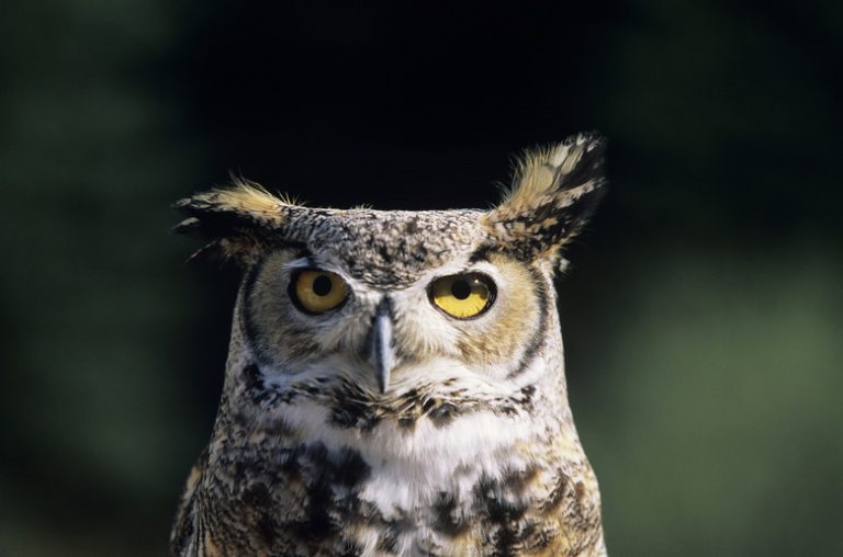 What Sounds Do Owls Make at Night?