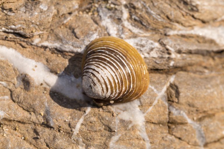 The Differences Between Clams and Scallops