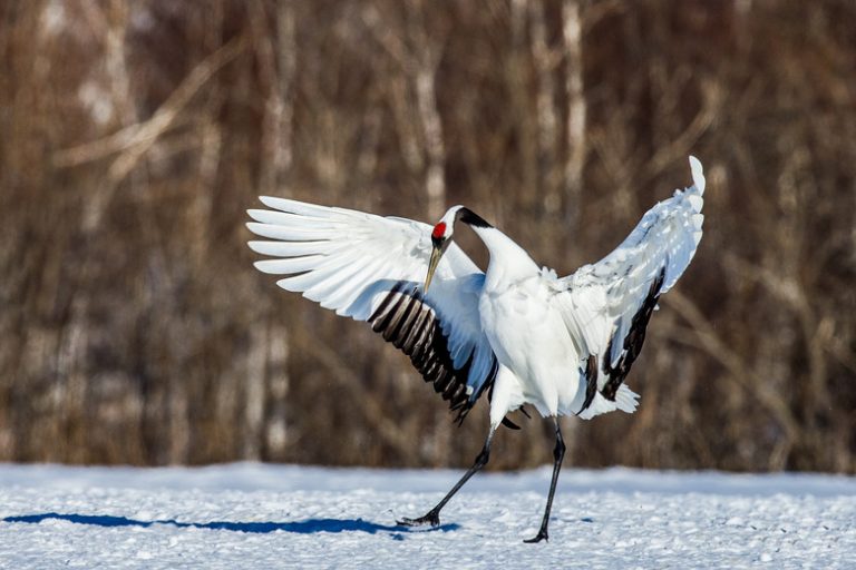 Threatened Wildlife in Deciduous Forest Biomes