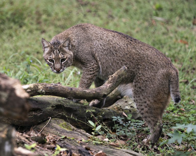 The Distinction Between Bobcat and Coyote Tracks