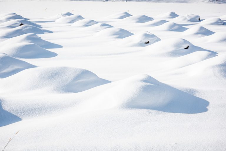 Exploring Five Biotic Factors in the Tundra Ecosystem