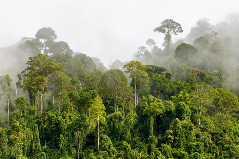 Understanding Average Rainfall in Rainforests