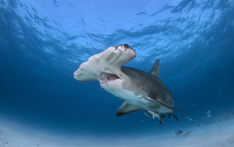 The Life Cycle of a Hammerhead Shark