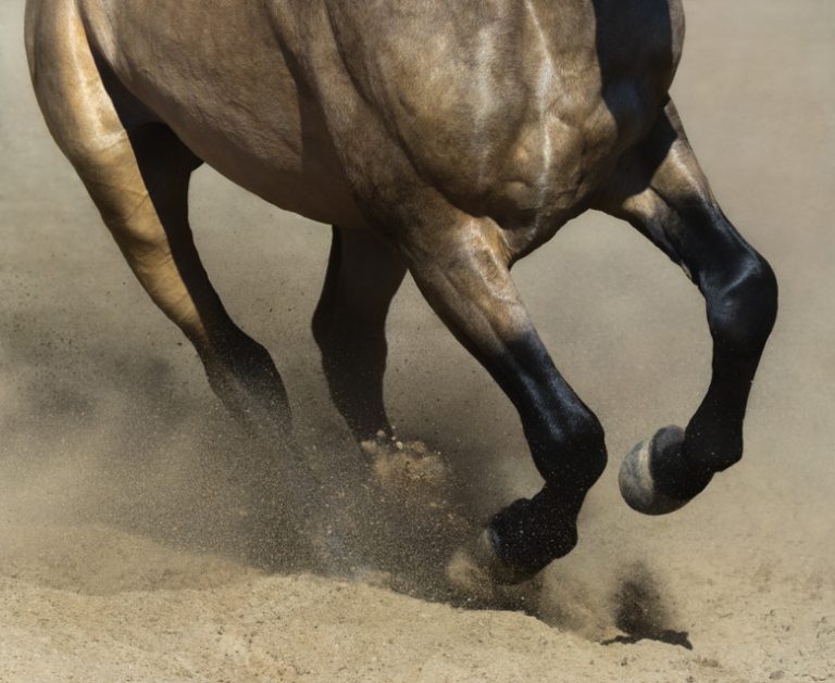 Understanding Horse Speed: How Fast Can They Run?