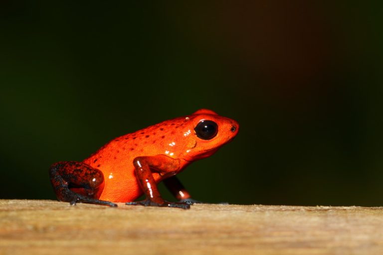 Exploring the Body Coverings of Amphibians