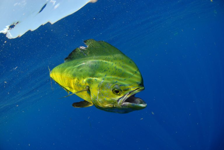 Understanding the Diet of Mahi Mahi Fish