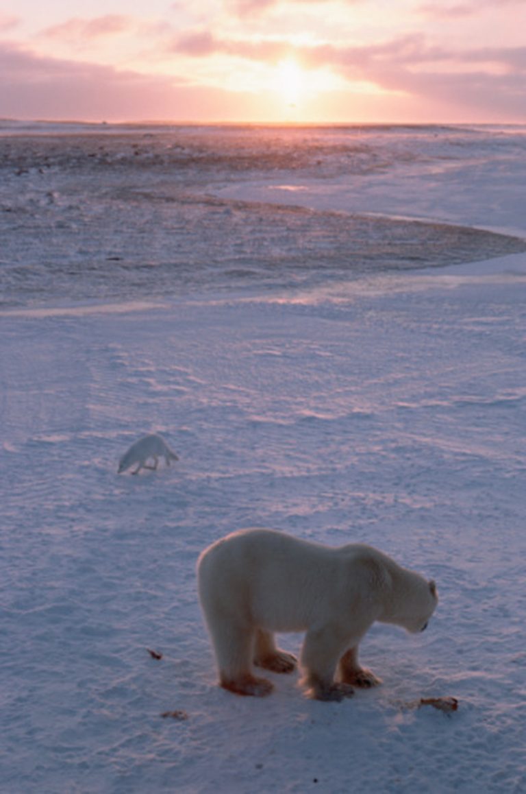 Tundra Biomes and Their Abiotic Factors