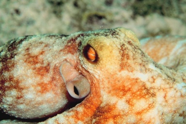 Understanding the Nature of Octopuses