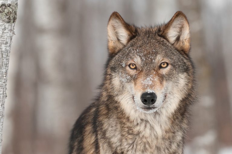 Exploring the Remarkable Sense of Smell in Wolves