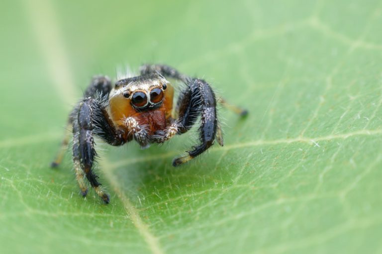 Varieties of Spiders: Black with White Dots