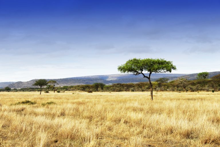 Biotic Components of the Grassland Biome