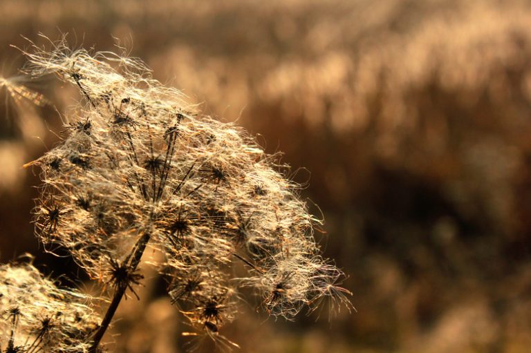 Exploring Marsh Ecosystems: Flora and Fauna