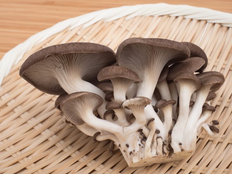 Varieties of Edible Mushrooms Found in Texas