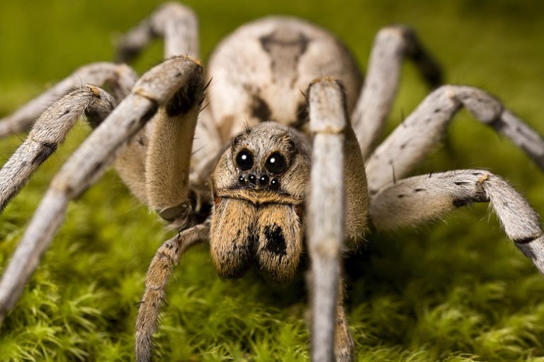 The Largest Spiders Found in Virginia