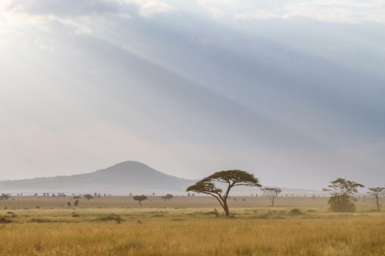 Exploring the Trophic Levels in the Savanna