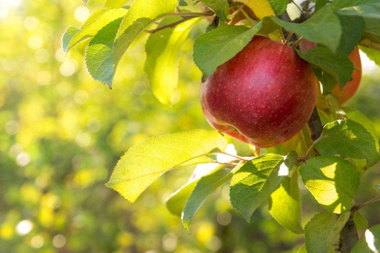 Identifying Apple Tree Leaves Sciencing