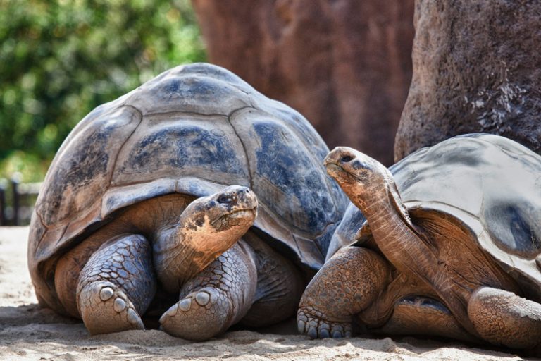 The Turtle Ecosystem Exploring the Role of Turtles in Nature