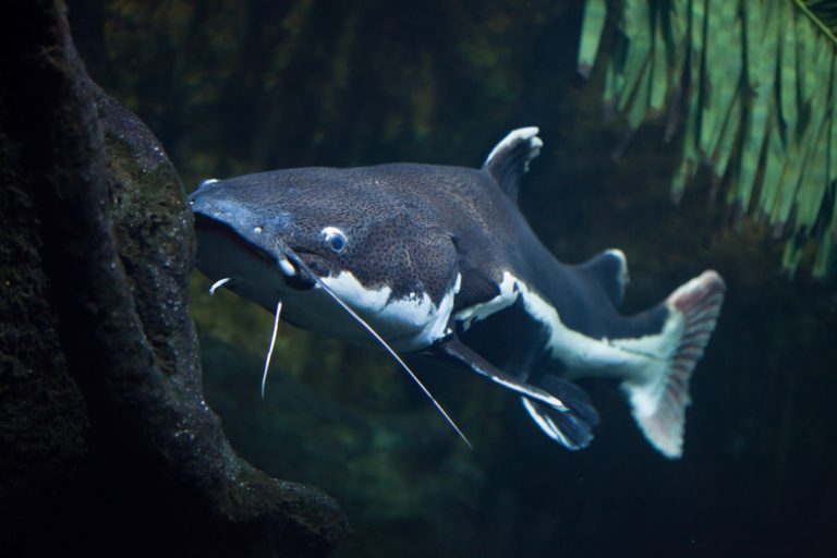 Understanding Catfish Reproduction