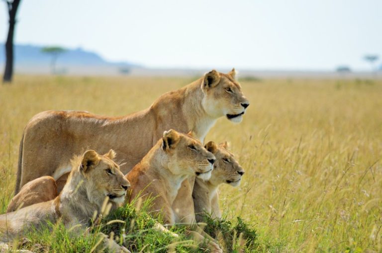 Understanding the Distinctions Between Male and Female Lions