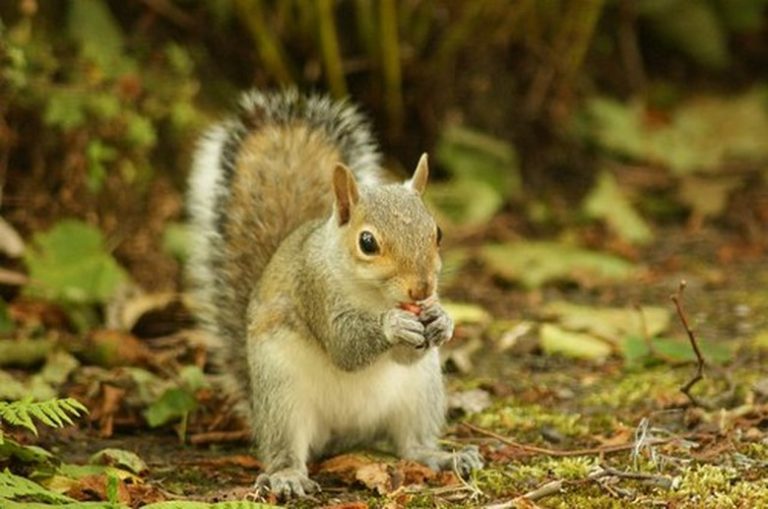 Squirrel Life Stages