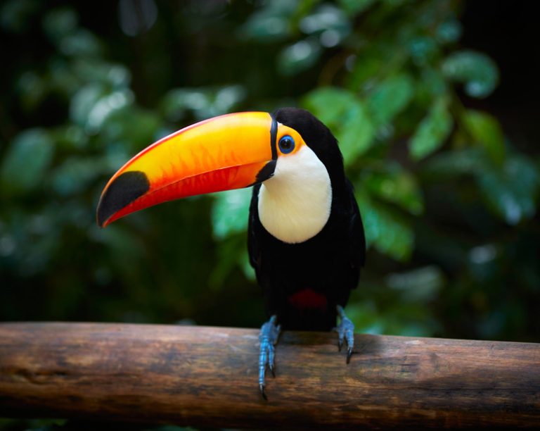 What Adaptations Allow Toco Toucans to Thrive?