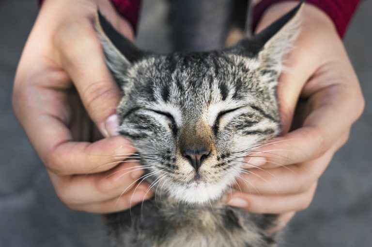 Engaging Science Projects Featuring Cats Exploring Fun Experiments and Activities with Your Feline Friends