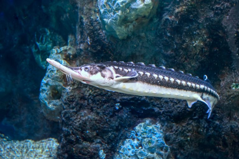 Understanding the Diet of Sturgeon Fish