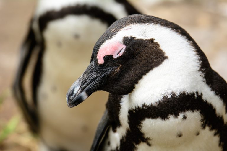 Understanding Penguin Sleep Habits