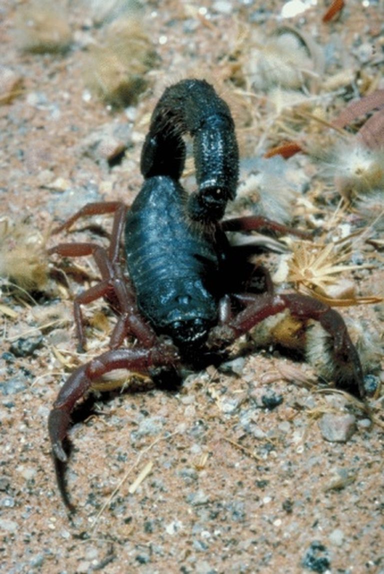 New Scorpion Species Discovered in Tennessee